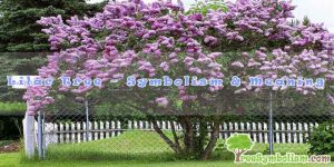 Lilac Tree – Symbolism & Meaning