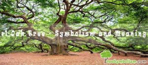 #1 Oak Tree - Symbolism and Meaning
