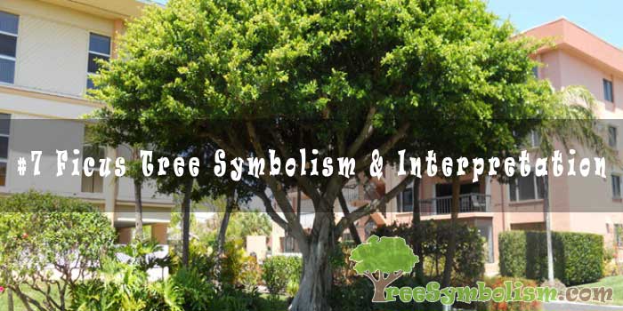 Ficus Tree Symbolism & Interpretation