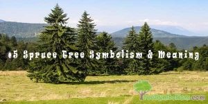 #5 Spruce Tree Symbolism & Meaning