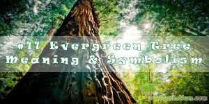 #11 Evergreen Tree - Meaning & Symbolism