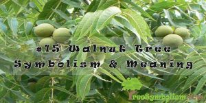 #15 Walnut Tree Symbolism & Meaning