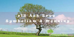 #12 Ash Tree Symbolism & Meaning