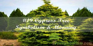 #19 Cypress Tree Symbolism & Meaning