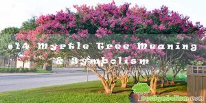 #14 Myrtle Tree Meaning & Symbolism