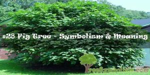 #28 Fig Tree - Symbolism & Meaning