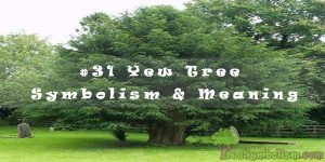 #31 Yew Tree - Symbolism & Meaning