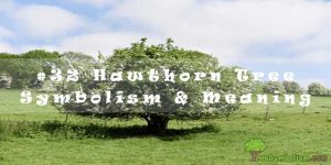 #32 Hawthorn Tree Symbolism & Meaning