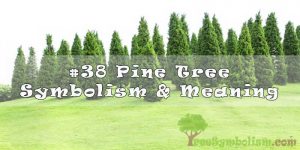 #38 Pine Tree Symbolism & Meaning