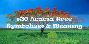 #20 Acacia Tree Symbolism & Meaning