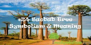 #24 Baobab Tree Symbolism & Meaning