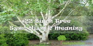 #22 Birch Tree Symbolism & Meaning