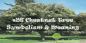 #26 Chestnut Tree Symbolism & Meaning