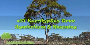 #27 Eucalyptus Tree - Symbolism & Meaning