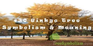 #30 Ginkgo Tree - Symbolism & Meaning