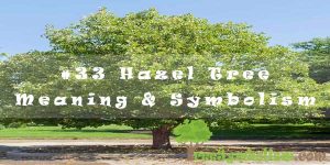 #33 Hazel Tree - Meaning & Symbolism