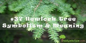#37 Hemlock Tree - Symbolism & Meaning