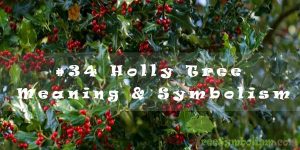 #34 Holly Tree - Meaning & Symbolism