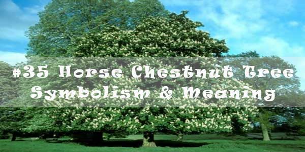 #35 Horse Chestnut Tree - Symbolism & Meaning