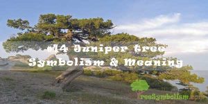 Juniper tree Symbolism & Meaning