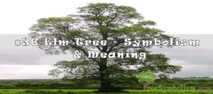 #36 Elm Tree - Symbolism & Meaning