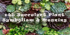 #45 Succulent Plant - Symbolism & Meaning