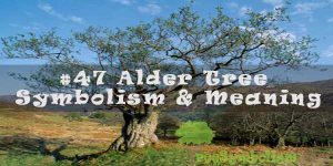 #47 Alder Tree - Symbolism & Meaning