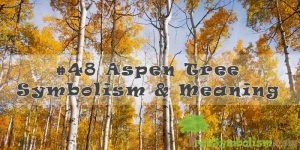 #48 Aspen Tree Symbolism & Meaning