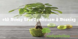 #49 Money Tree Symbolism & Meaning