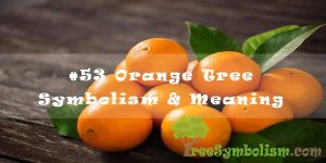 #53 Orange Tree Symbolism & Meaning