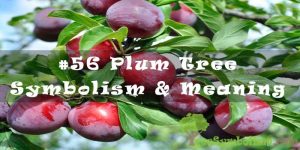 #56 Plum Tree Symbolism & Meaning