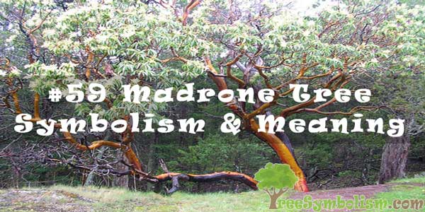 #59 Madrone Tree - Symbolism & Meaning