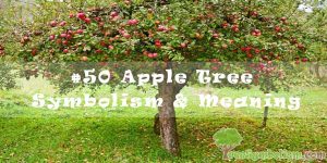 #50 Apple Tree Symbolism & Meaning