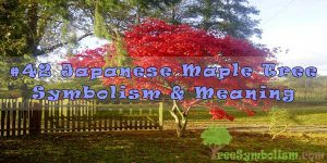 #42 Japanese Maple Tree Symbolism & Meaning
