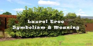 #46 Laurel Tree - Symbolism & Meaning