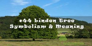 #44 Linden Tree - Symbolism & Meaning