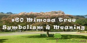 #60 Mimosa Tree - Symbolism & Meaning