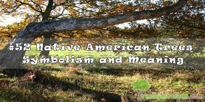 #52 Native American Tree Symbolism and Meaning