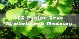 #55 Poplar Tree Symbolism & Meaning
