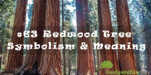 #63 Redwood Tree - Symbolism & Meaning