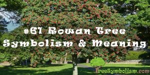 #61 Rowan Tree - Symbolism & Meaning