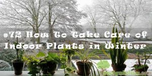 #72 How To Take Care of Indoor Plants in Winter