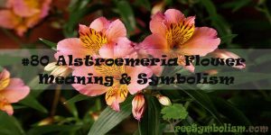 #80 Alstroemeria Flower : Meaning & Symbolism