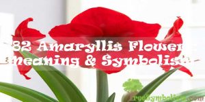 #82 Amaryllis Flower : Meaning & Symbolism