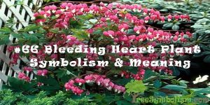 #66 Bleeding Heart Plant - Symbolism & Meaning