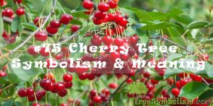 #75 Cherry Tree - Symbolism & Meaning