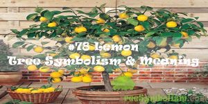 #78 Lemon - Tree Symbolism & Meaning