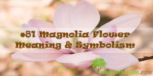 #81 Magnolia Flower - Meaning & Symbolism
