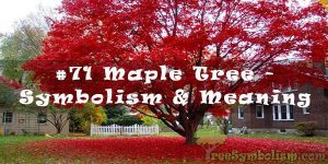 #71 Maple Tree - Symbolism & Meaning