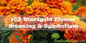 #83 Marigold Flower - Meaning & Symbolism